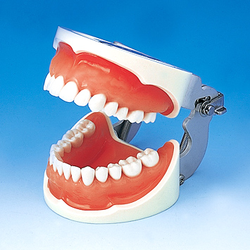 保存修復実習用顎模型 [D18D-500E(GUB)](D咬合器つき)｜株式会社