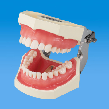 SRP実習用顎模型 [P15FE-500HPRO-S2A1-GSF]｜株式会社ニッシン｜歯科