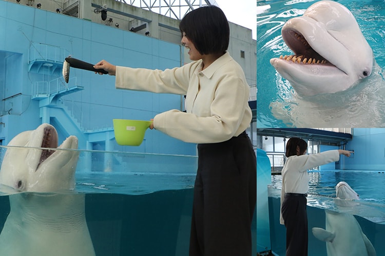 シロイルカごはん＆サイン出し体験 ｜横浜・八景島シーパラダイス