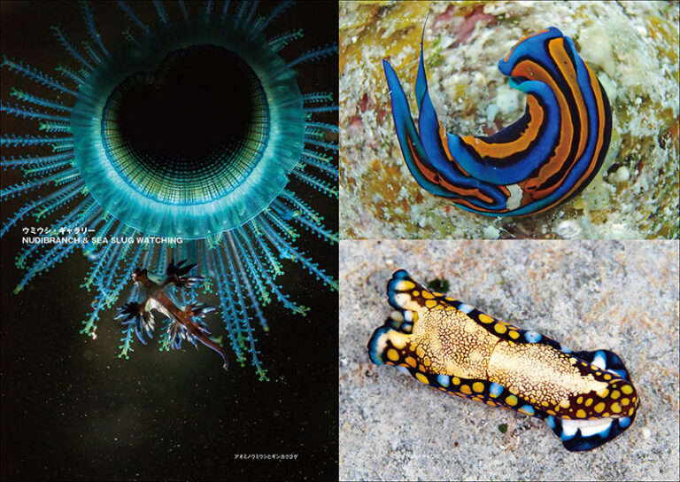 新版 ウミウシ | 株式会社誠文堂新光社