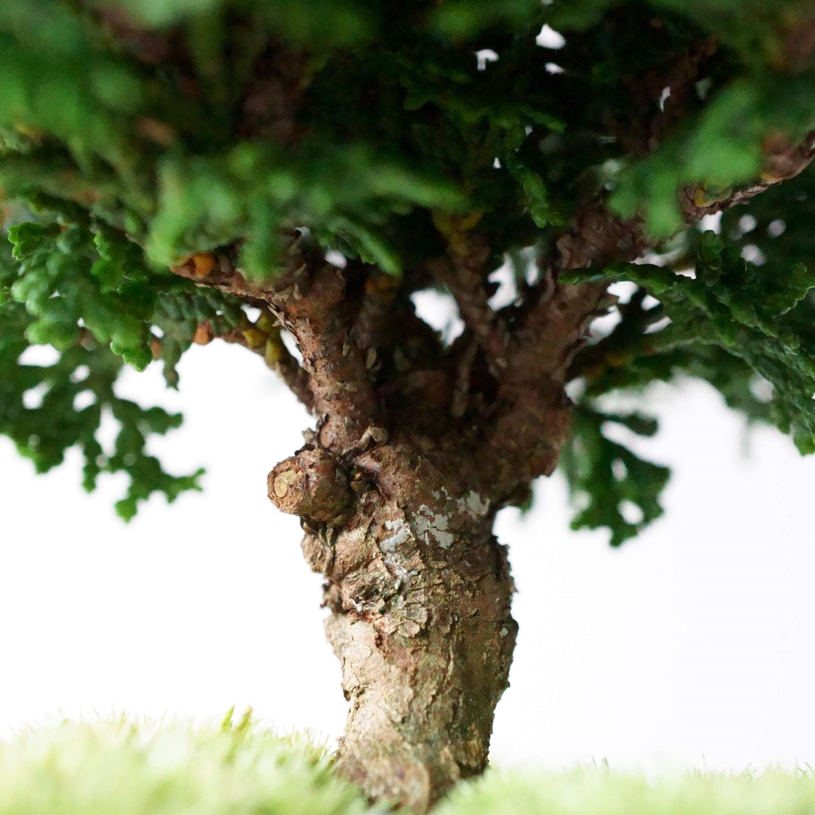 津山ヒノキ｜石木花図鑑｜石木花｜SEKIBOKKA｜盆栽