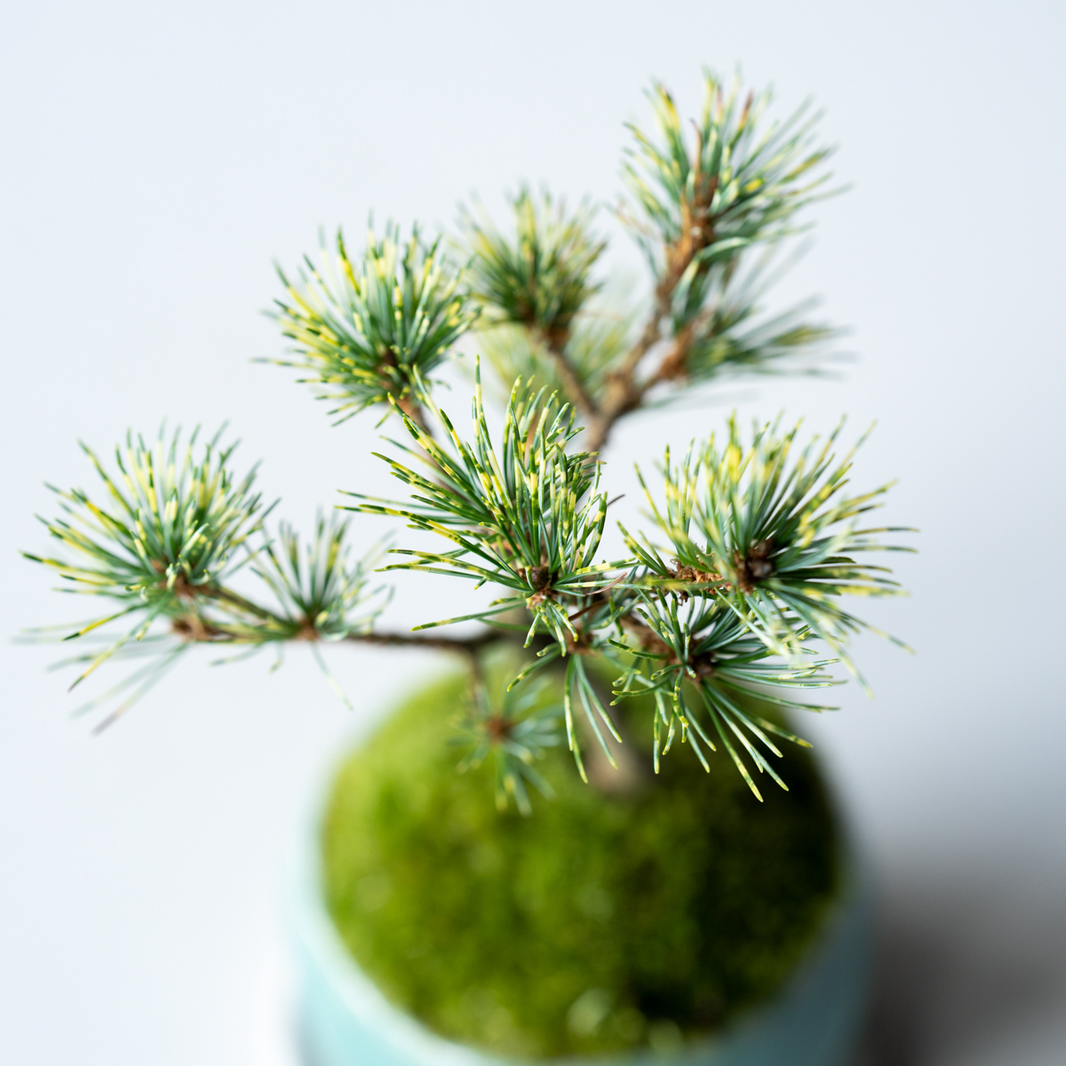 ジャノメマツ｜石木花図鑑｜石木花｜SEKIBOKKA｜盆栽