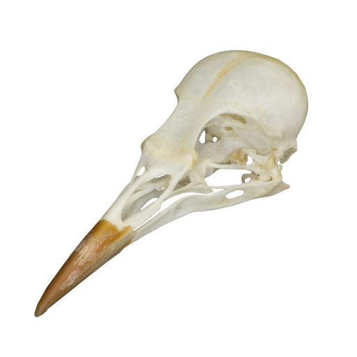 Real Starling Skull For Sale — Skulls Unlimited International, Inc.