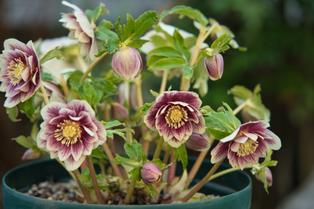 クリスマスローズの交配種（H.×ヒブリダス・ソレイユ）｜園芸日記by