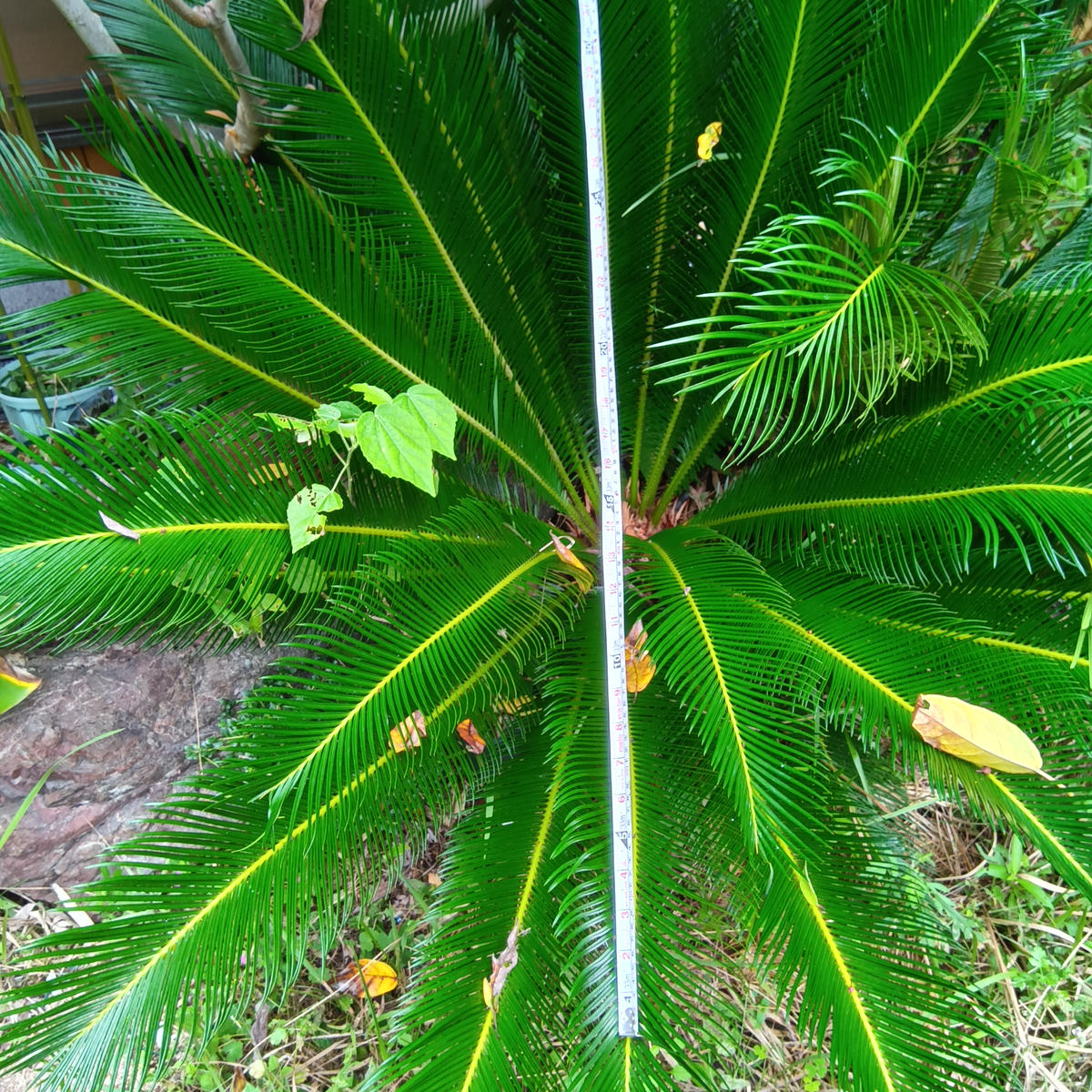 引き取り限定 ソテツ ダブルヘッド 約1.5m 二股の幹 【公式通販】