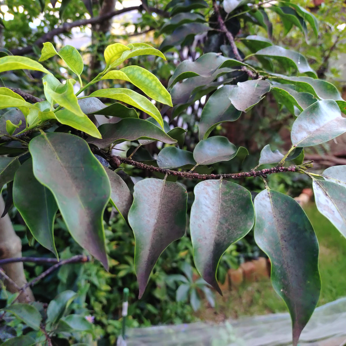 img_cache_q_39258_1_1726037330