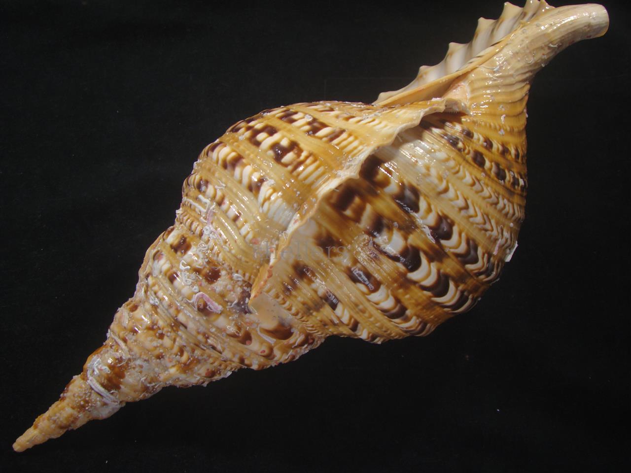 法螺貝 約1,180g 40.5cm 特大 半洗い - Kaiショップ