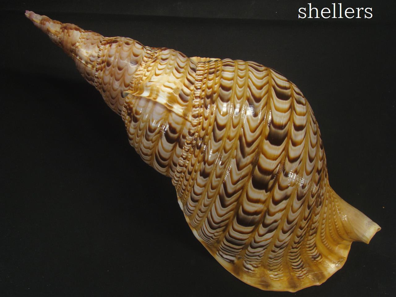 法螺貝 約565g 38cm - Kaiショップ