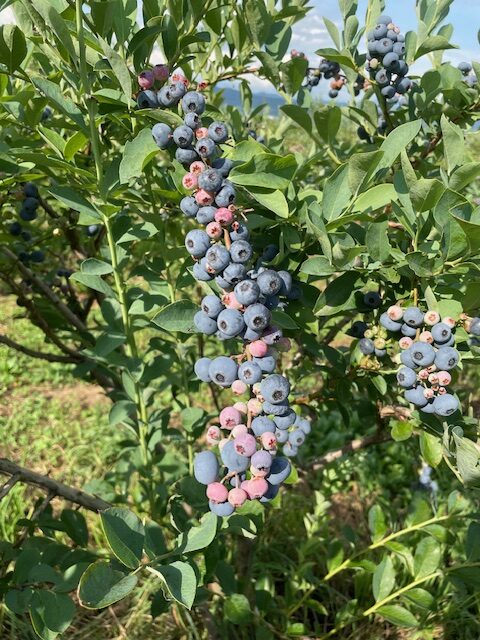 ラビットアイ系ブルーベリーの耐寒性 | 幸せフルーツ工房