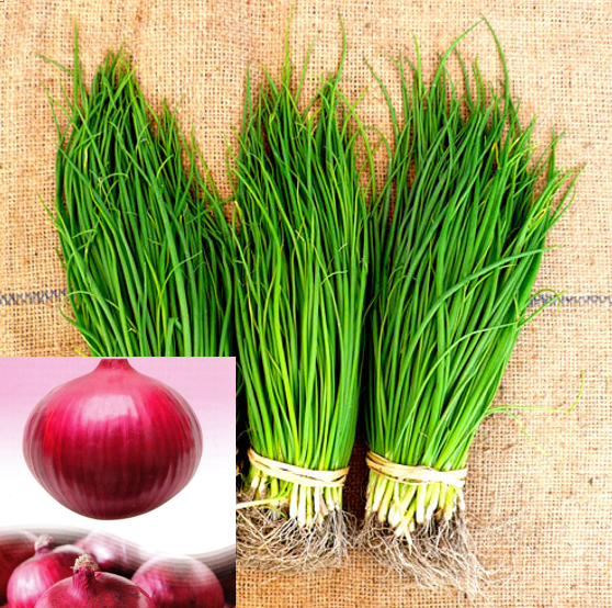玉ねぎ苗】 会津産 赤たまねぎ苗 生食におすすめの赤玉ねぎ 「レッド