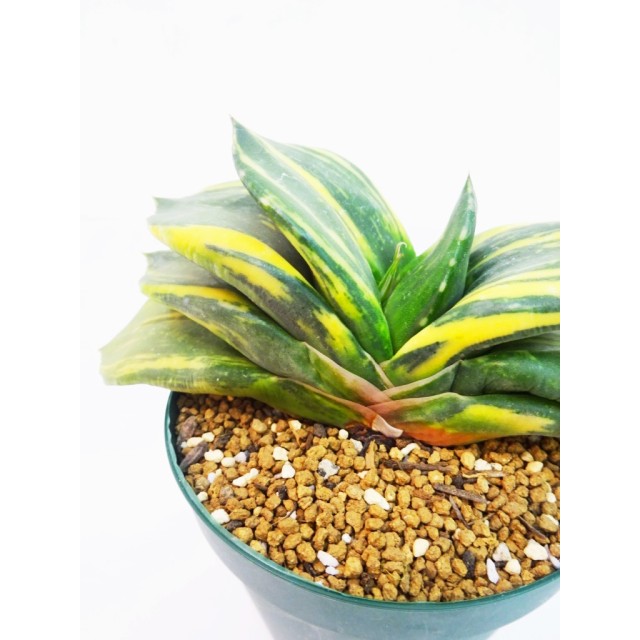 ガステリア 臥牛錦 Gasteria armstrongii 'variegata' - Special