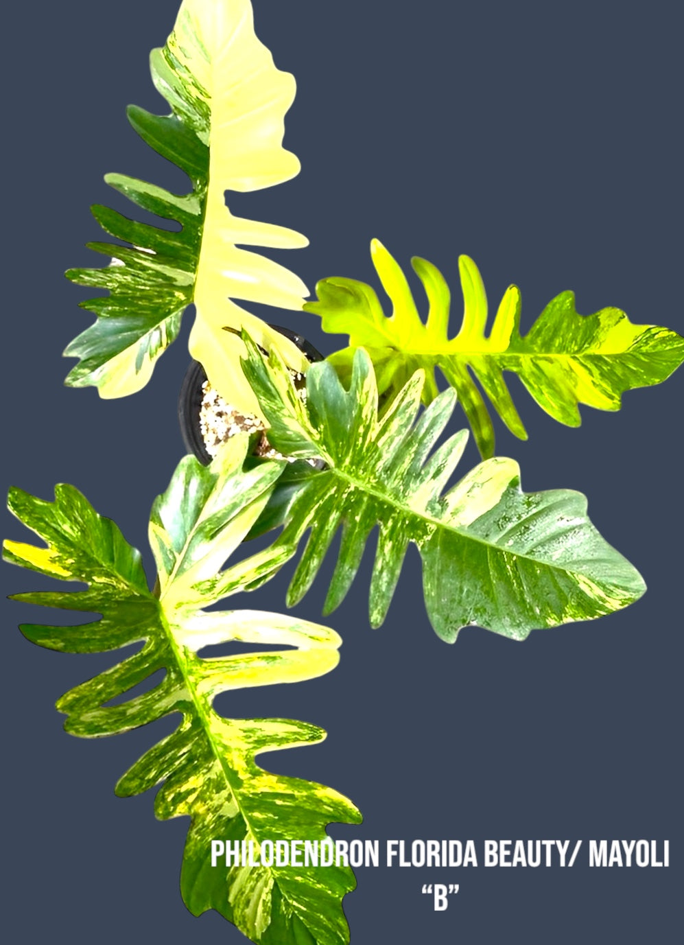 Philodendron Florida Beauty x Mayoi – Plant Vault