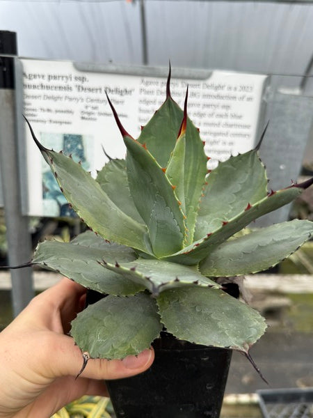 Agave parryi Desert Delight | Desert Delight Century Plant