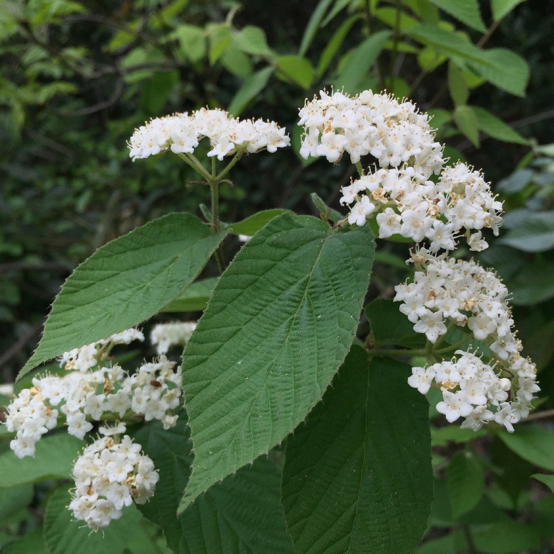 コバノガマズミ（小葉の莢蒾） (Viburnum erosum) - PictureThis