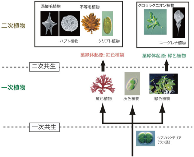 藻類とは？定義や分類、CO2変換技術とのかかわりを詳しく解説 | 地球の