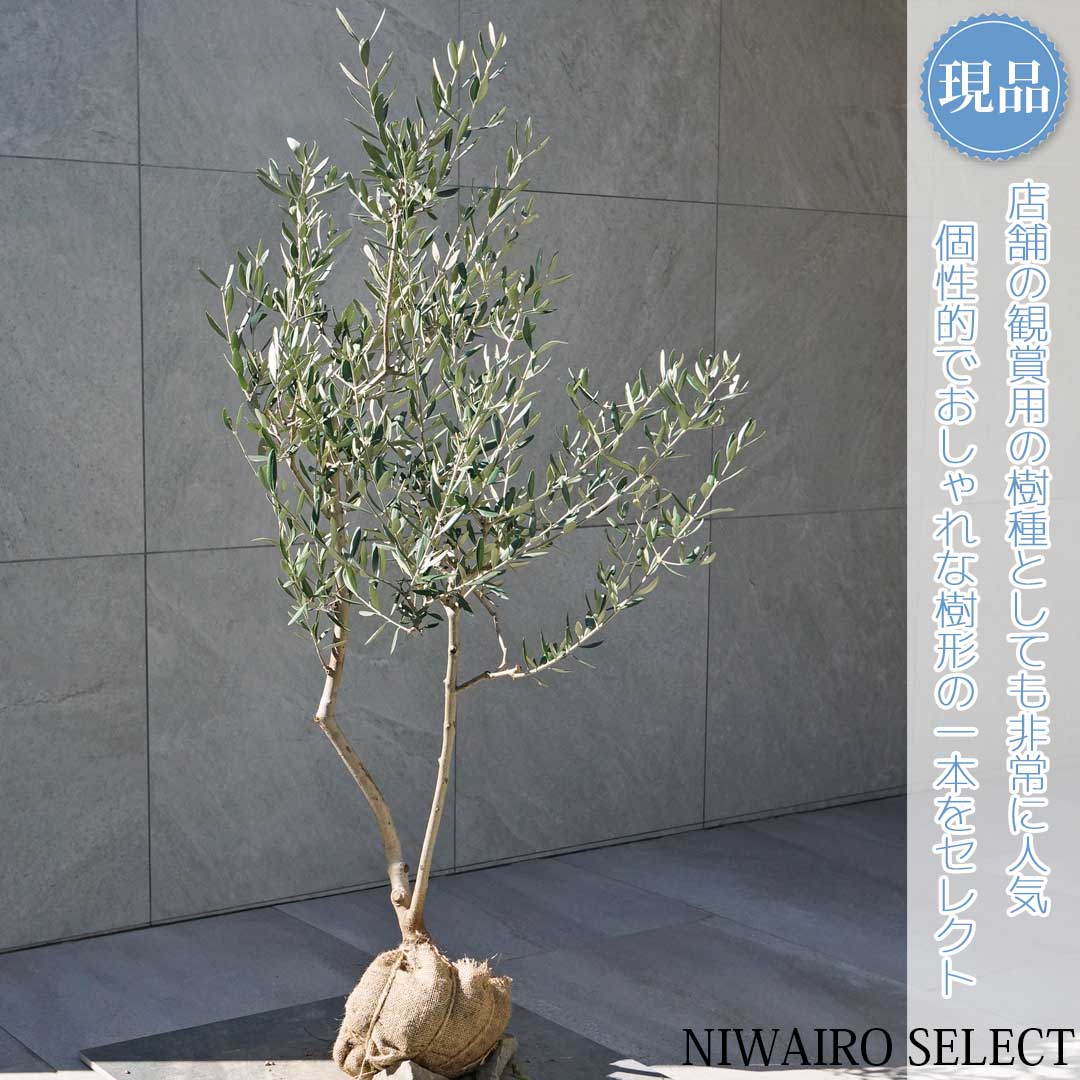 楽天市場】【現品】【オリーブの木】ルッカ 自然風樹形 樹高H≒115