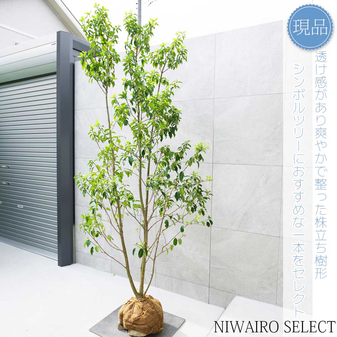 楽天市場】【現品】【ソヨゴ】本株立ち 自然風樹形 雌株 樹高H≒240