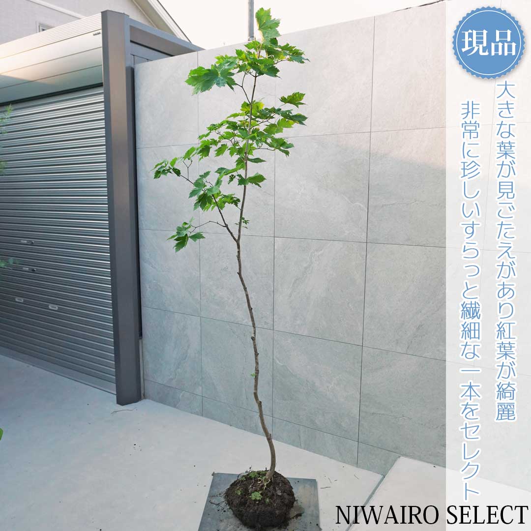 楽天市場】【現品】山採り【ハウチワカエデ】羽団扇楓 自然風樹形 樹高