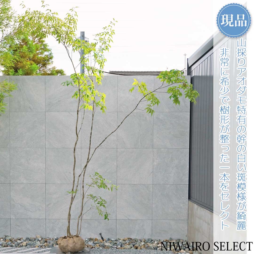 楽天市場】【現品】山採り【アオダモ】株立ち 自然風樹形