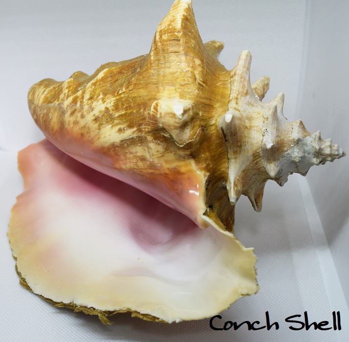 楽天市場】コンクシェル/母貝/ピンク/ディスプレイシェル/天然貝/送料