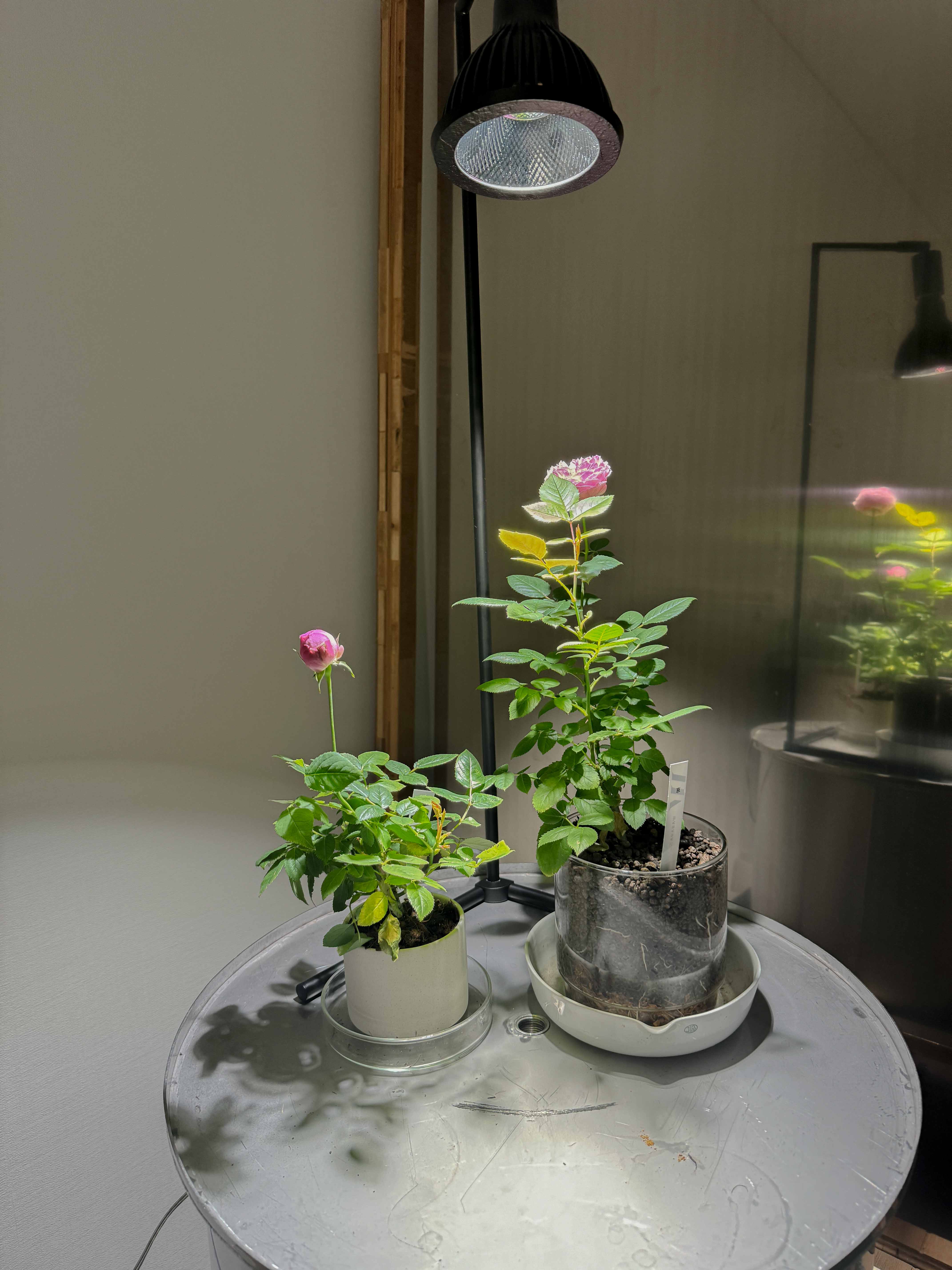 ネオアマテラス-20W（植物育成ライト / 電球タイプ） – WABARA online