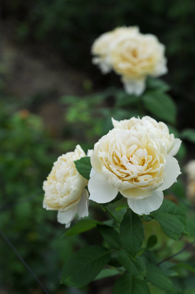 ROSE CHARLOTTE PERRIAND ブーケS：15本 – WABARA online store