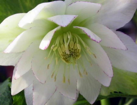 究極のクリスマスローズ 糸ピコティダークネクタリー＆糸ピコティダブル