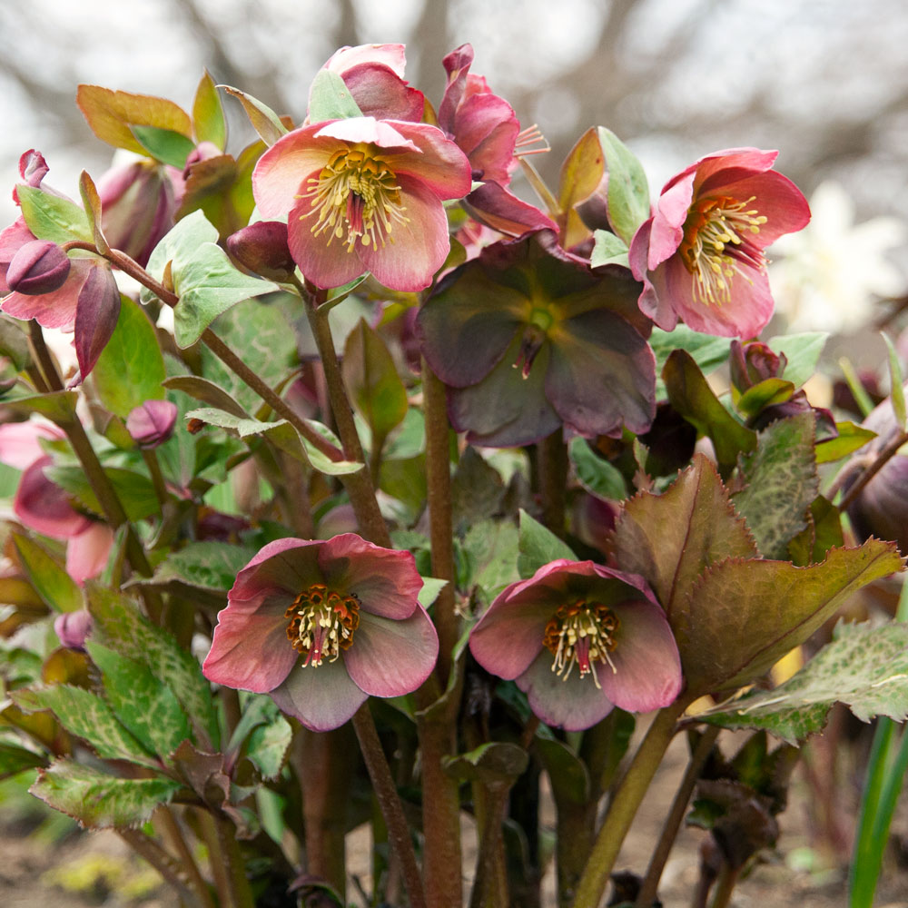 Helleborus Frostkiss® Penny's Pink | White Flower Farm