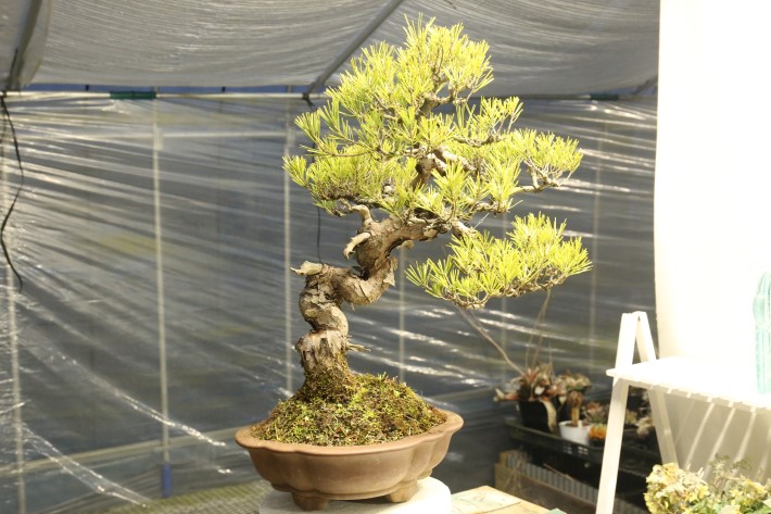 赤松 A1018☆松柏類 アカマツ 大品盆栽☆「送料無料」浦部陽向園