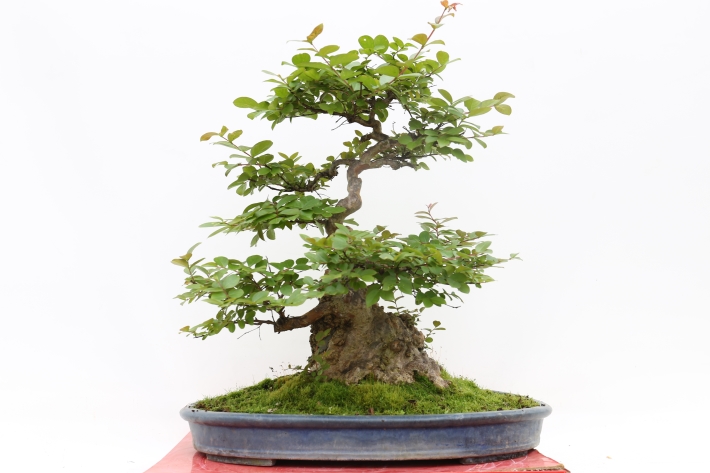 サルスベリ A2822☆百日紅（さるすべり） 花物実物類 大品盆栽☆「送料