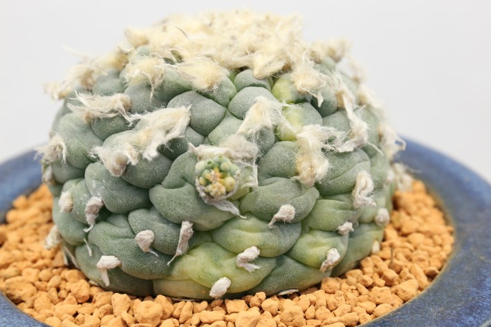 大疣銀冠玉錦 実生 A3569☆ロフォフォラ サボテン☆「送料無料」浦部陽向園