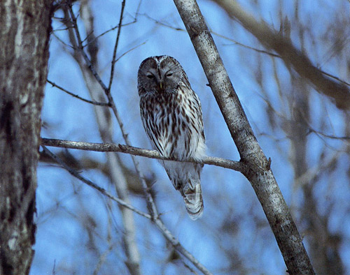 フクロウ（亜種エゾフクロウ）（フクロウ科） | 小清水 花と野鳥図鑑