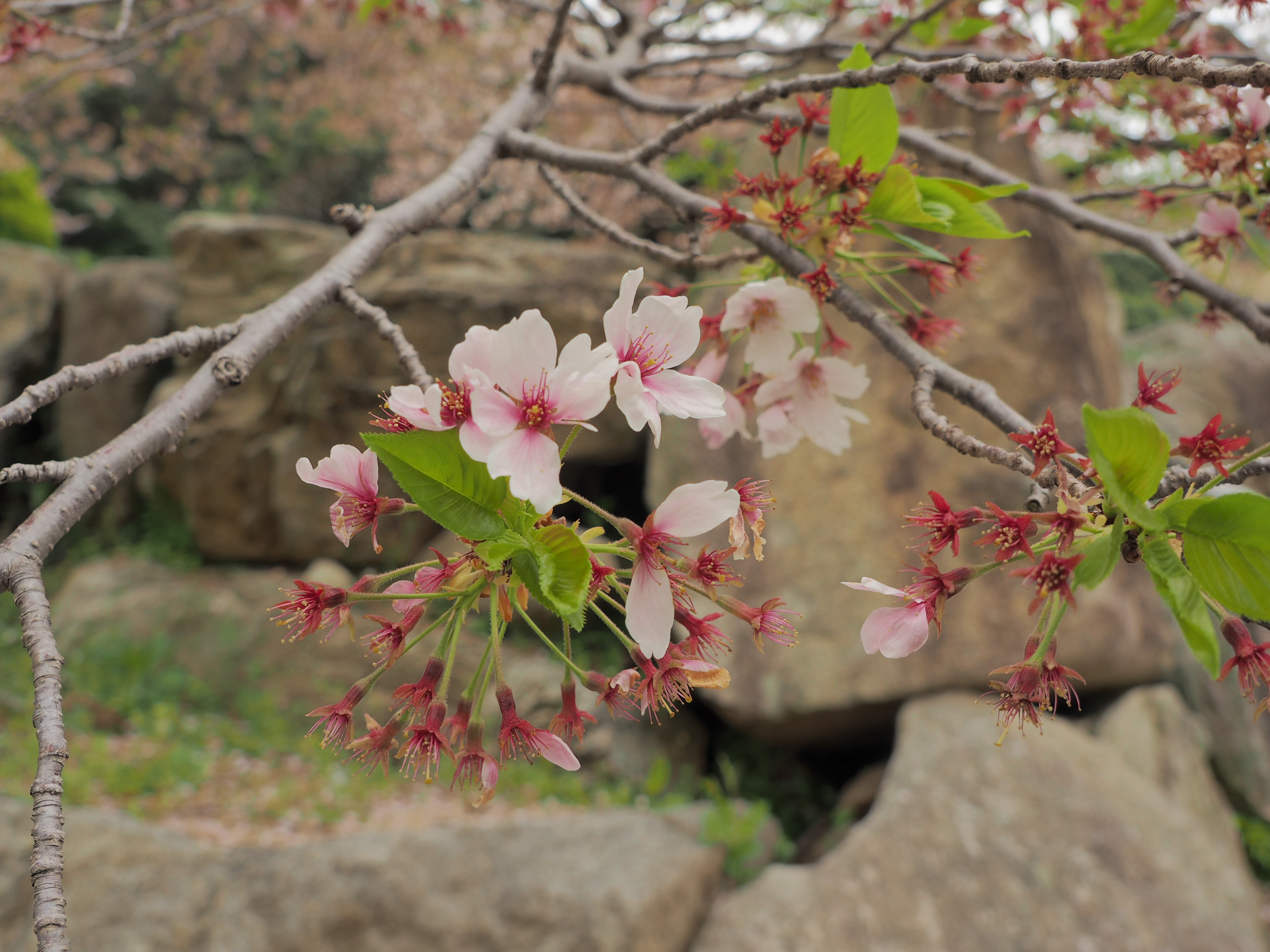 オレンジロードの桜（2025年） - 周防大島町公式ホームページ