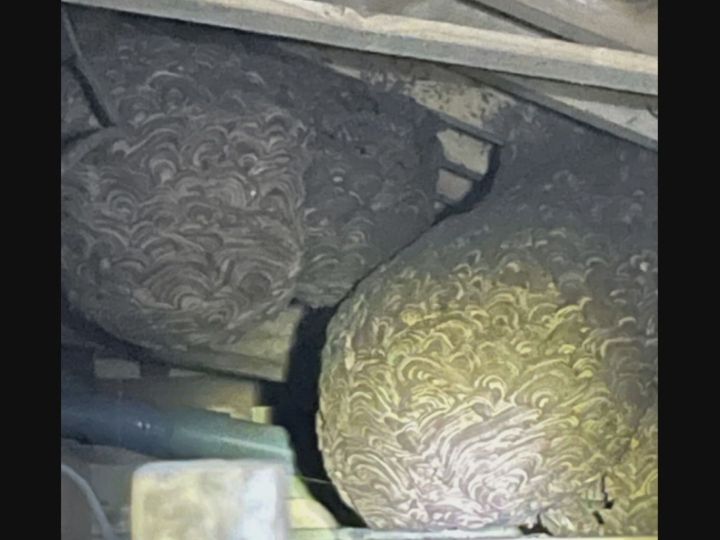 帰省した孫が“巨大化した巣”発見…攻撃的な『モンスズメバチ』の巣が
