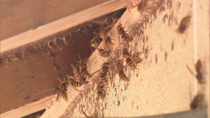 帰省した孫が“巨大化した巣”発見…攻撃的な『モンスズメバチ』の巣が