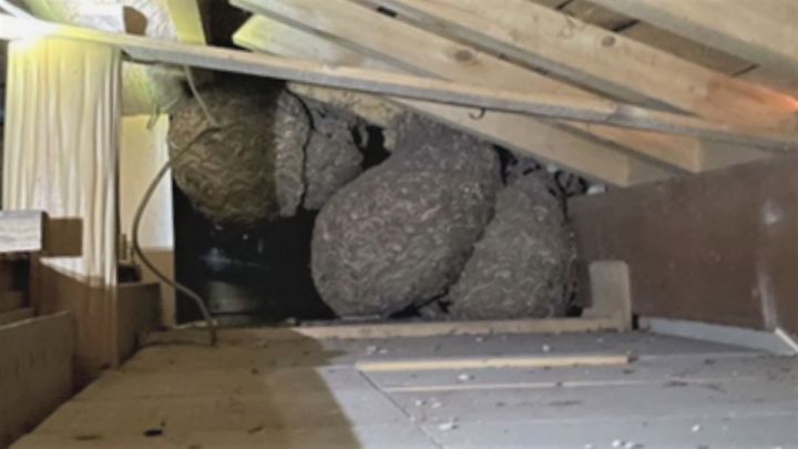 帰省した孫が“巨大化した巣”発見…攻撃的な『モンスズメバチ』の巣が