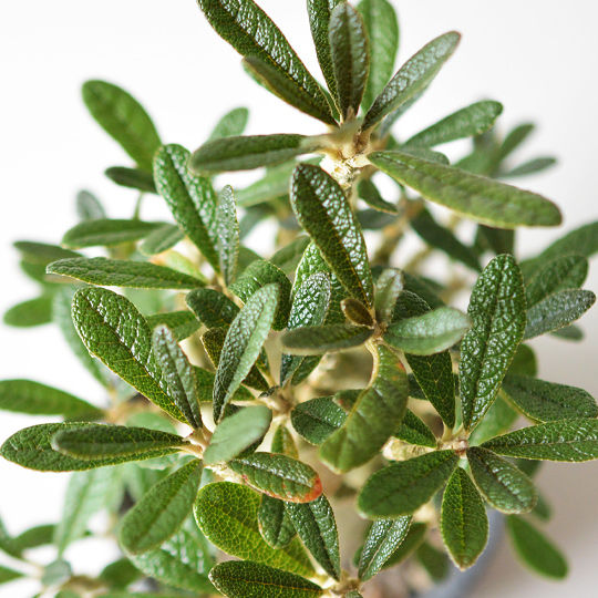 ドルステニア・ギガス | 多肉植物・特別な鉢の販売 | トーキー | TOKY