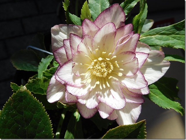 クリスマスローズ『レインボー』 | ザ・ガーデンの園芸スタッフブログ