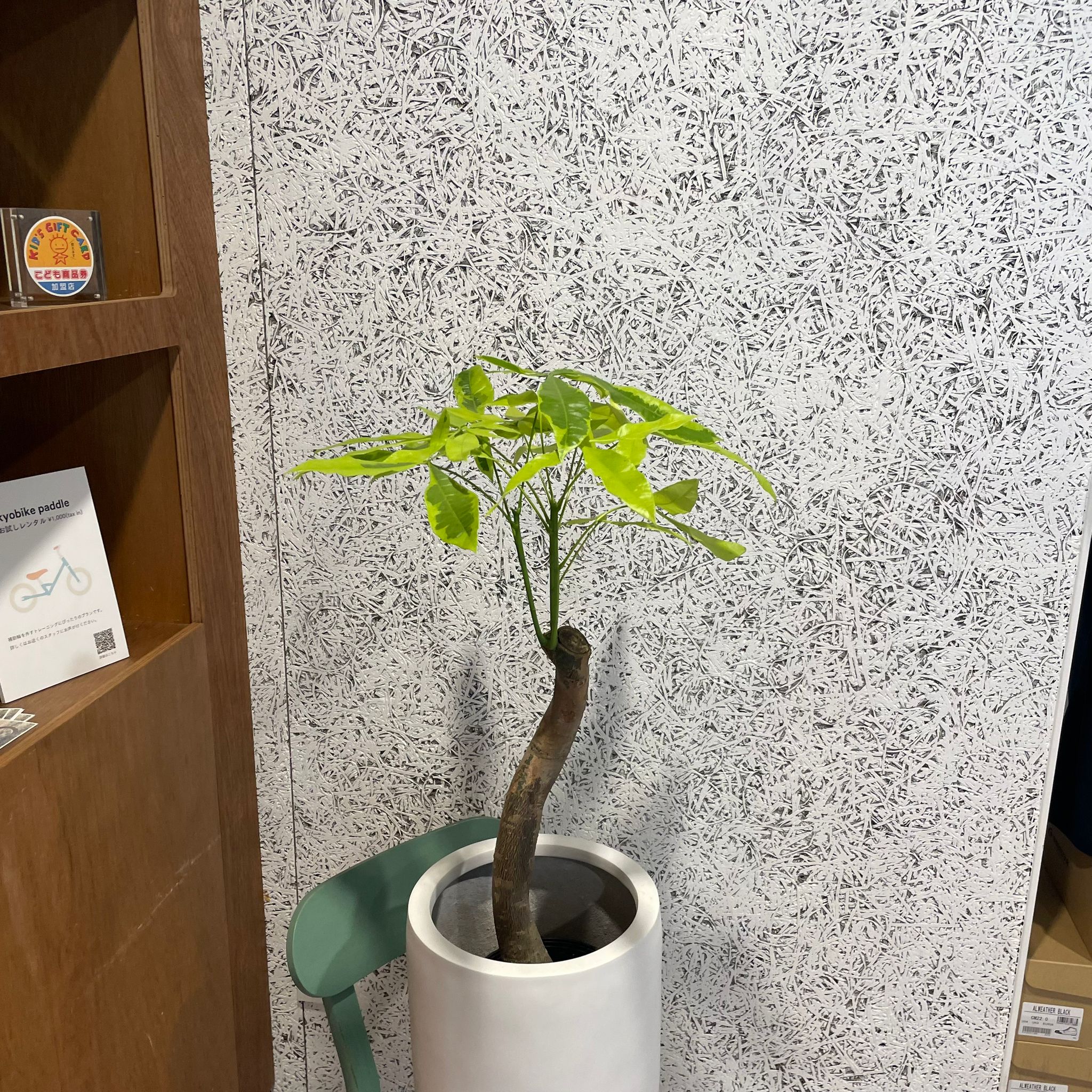 パキラ ムーンライト I インドアプランツ I プラントソサエティ