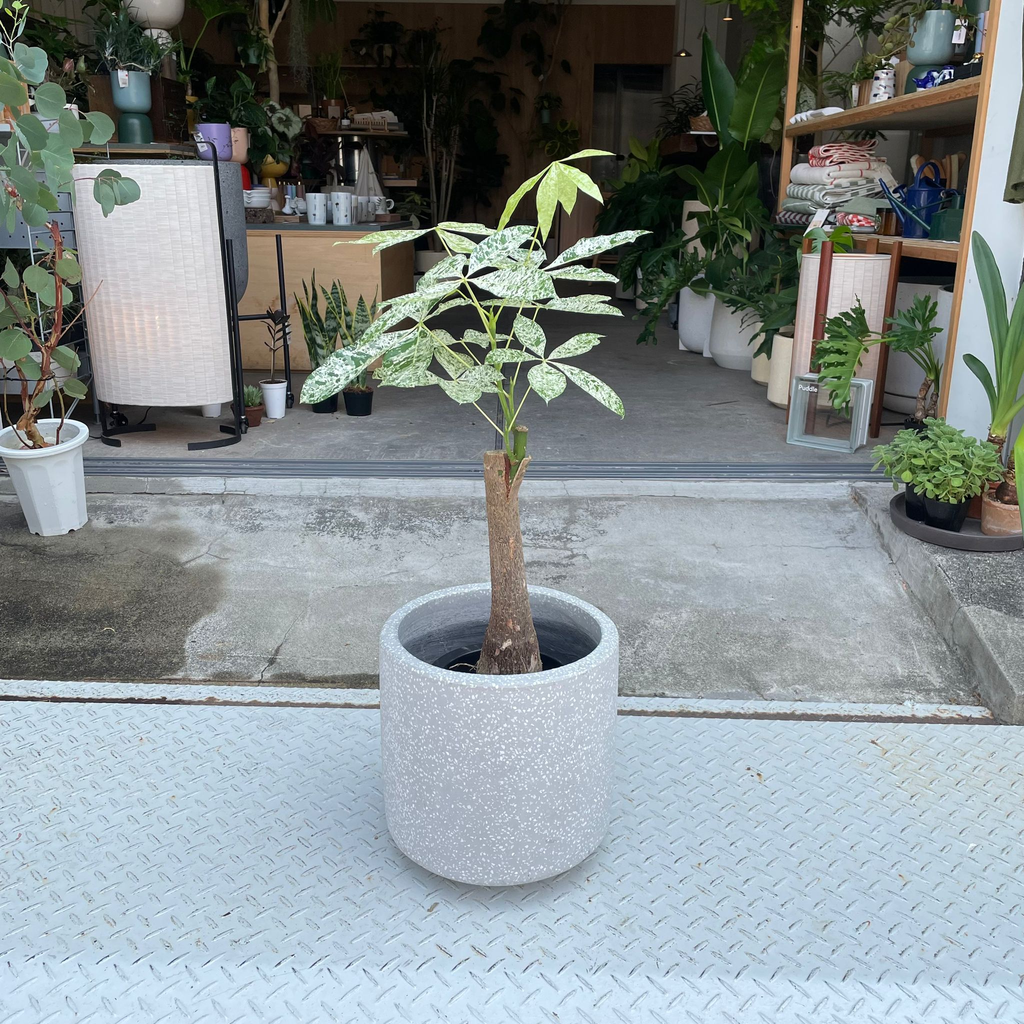 パキラ ミルキーウェイ I インドアプランツ I プラントソサエティ