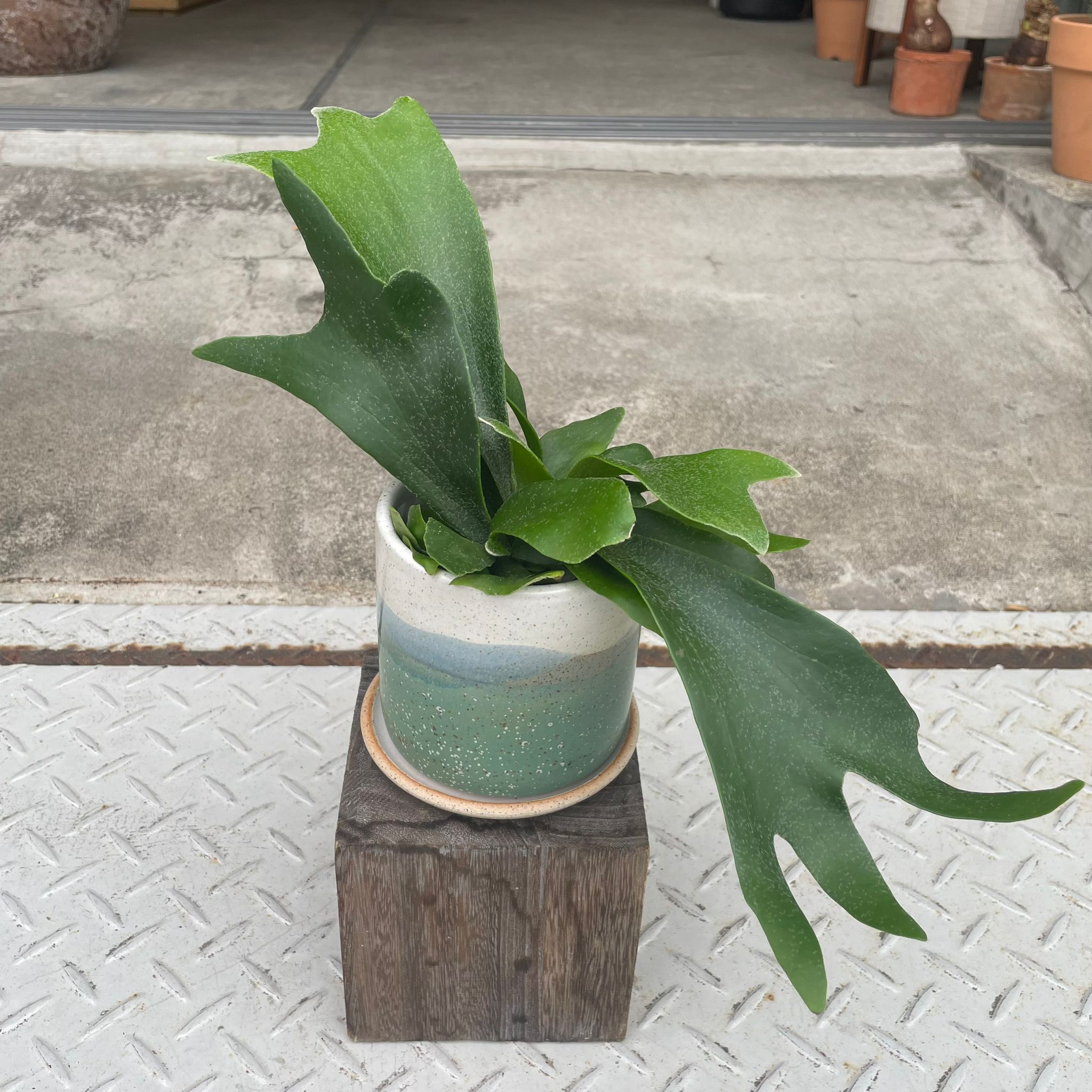 ビカクシダ (コウモリラン) I インドアプラント I プラントソサエティ