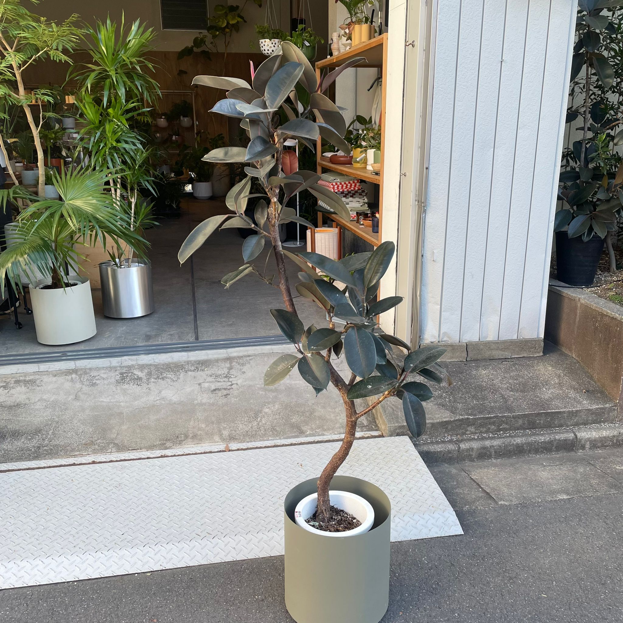 フィカス バーガンディ I インドアプランツ I プラントソサエティ