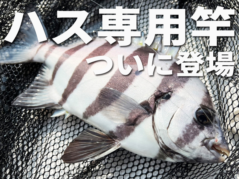 ファン待望】淡路島のハス（イシダイ）釣り専用ロッドがアルファ