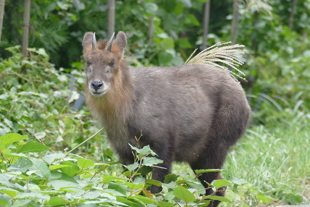 富山県のニホンカモシカ｜富山市科学博物館 Toyama Science Museum