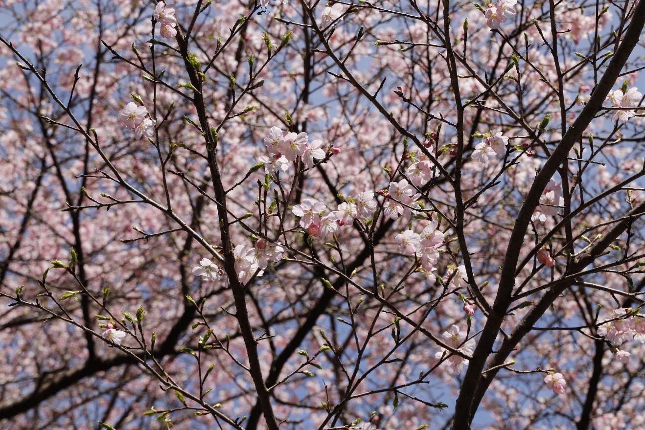 桜図鑑園の桜開花状況について(随時更新) / 熊本県水上村公式サイト