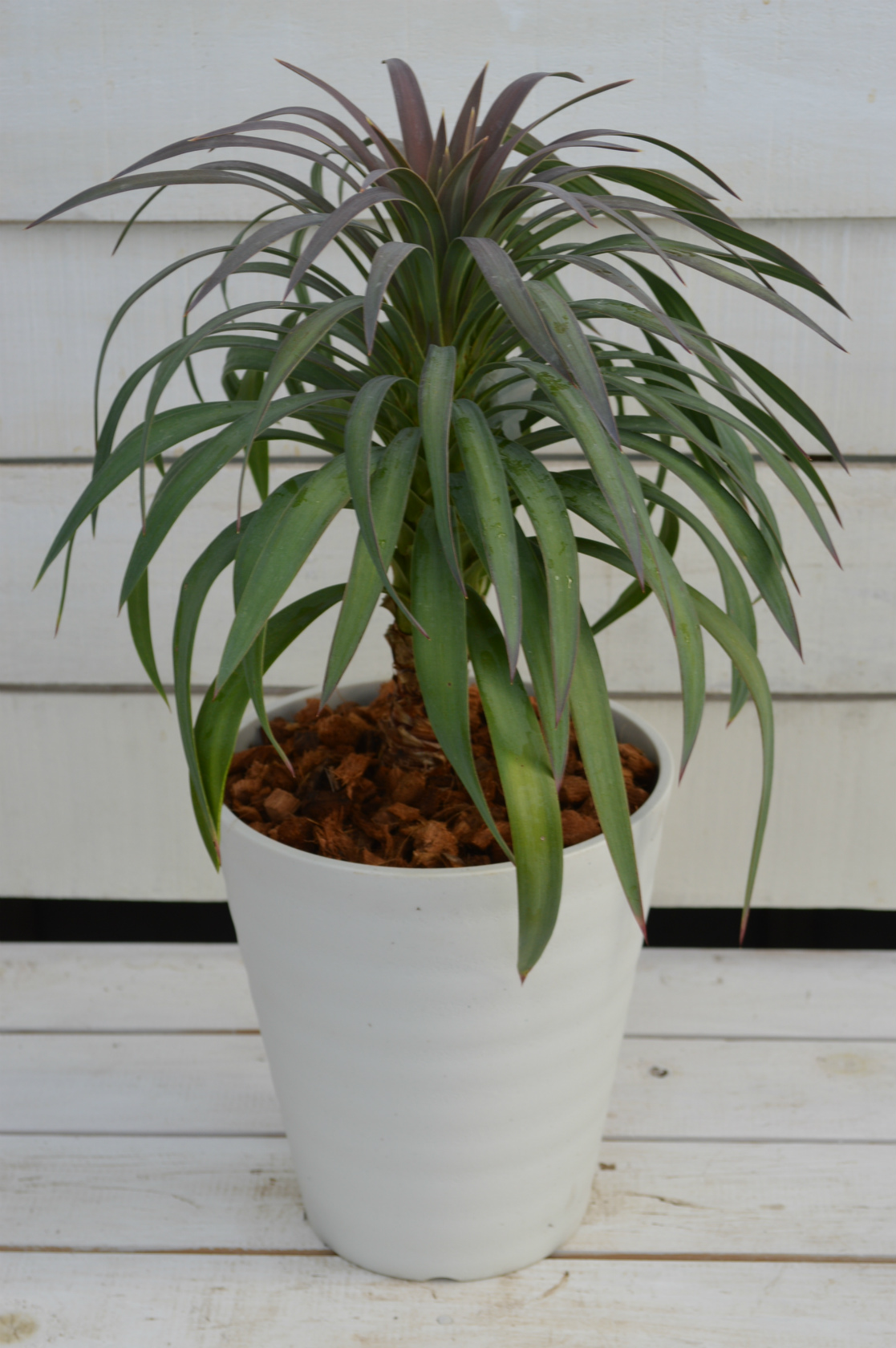 ユッカ・アロイフォーリア・プルプレア - 株式会社山田農園