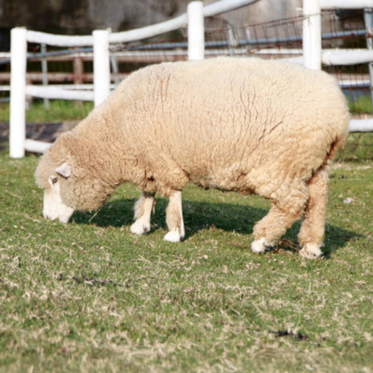 オーストラリア産ウール使用『洗えるウール敷パッド』 | かぜとゆき