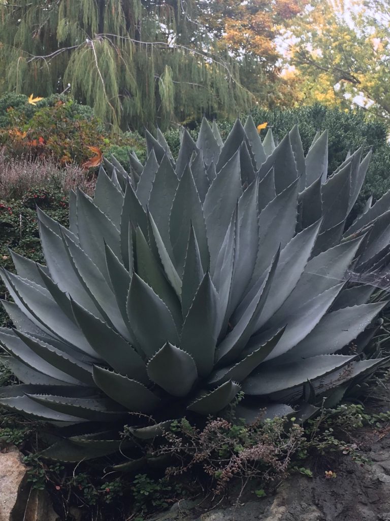 Agave parryi 'Flagstaff' - Xera Plants