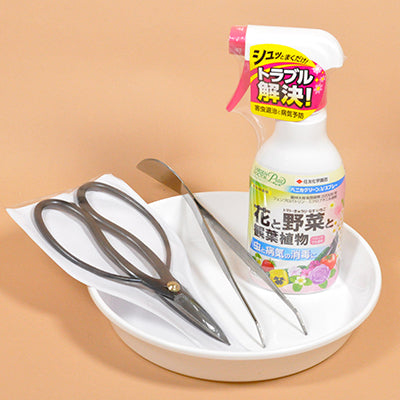 磯山椒（イソザンショウ） – 盆栽妙 本店