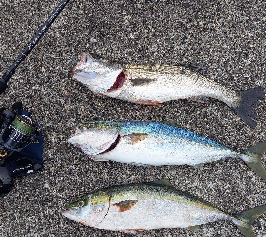 徳島県】シーバス＆青物 EARLY104H | YAMAGA BlanksYAMAGA Blanks